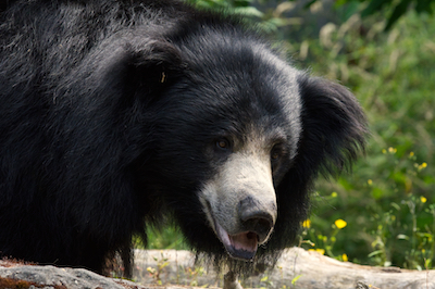 Sloth Bear 3 J7